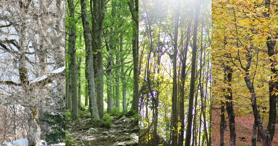 Hiking, Parks & More: Outdoor Adventures in North Hills